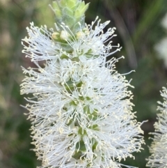 Melaleuca squarrosa at Hyams Beach, NSW - 3 Oct 2023 04:41 PM