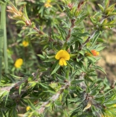 Pultenaea villifera var. villifera (Yellow Bush-pea) at Hyams Beach, NSW - 3 Oct 2023 by Tapirlord