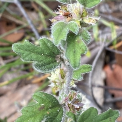 Xanthosia pilosa (Woolly Xanthosia) at Hyams Beach, NSW - 3 Oct 2023 by Tapirlord