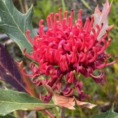 Telopea speciosissima (NSW Waratah) at Hyams Beach, NSW - 3 Oct 2023 by Tapirlord