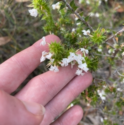 Woollsia pungens at Hyams Beach, NSW - 3 Oct 2023 by Tapirlord