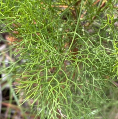 Petrophile pedunculata (Conesticks) at Hyams Beach, NSW - 3 Oct 2023 by Tapirlord