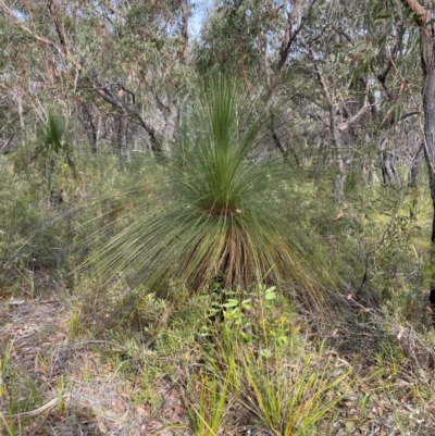 Xanthorrhoea australis (Austral Grass Tree, Kangaroo Tails) at Hyams Beach, NSW - 3 Oct 2023 by Tapirlord