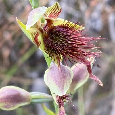 Calochilus paludosus (Strap Beard Orchid) at Hyams Beach, NSW - 3 Oct 2023 by Tapirlord