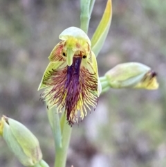 Calochilus campestris (Copper Beard Orchid) at Hyams Beach, NSW - 3 Oct 2023 by Tapirlord