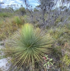 Xanthorrhoea resinosa (Grass Tree) at Vincentia, NSW - 3 Oct 2023 by Tapirlord