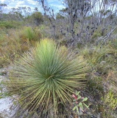 Xanthorrhoea resinosa (Grass Tree) at Vincentia, NSW - 3 Oct 2023 by Tapirlord
