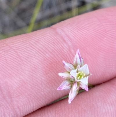 Laxmannia gracilis (Slender Wire Lily) at Vincentia, NSW - 3 Oct 2023 by Tapirlord