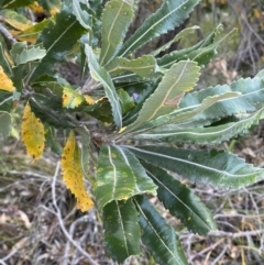 Banksia serrata (Saw Banksia) at Vincentia, NSW - 3 Oct 2023 by Tapirlord