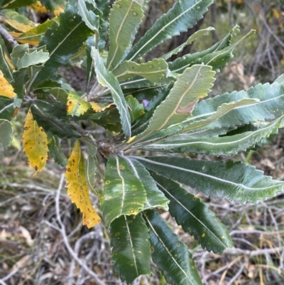 Banksia serrata (Saw Banksia) at Vincentia, NSW - 3 Oct 2023 by Tapirlord
