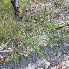 Conospermum longifolium subsp. mediale (Long Leaf Smoke Bush) at Vincentia, NSW - 3 Oct 2023 by Tapirlord