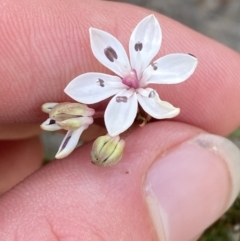 Burchardia umbellata (Milkmaids) at Vincentia, NSW - 3 Oct 2023 by Tapirlord