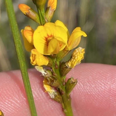 Viminaria juncea (Golden Spray) at Vincentia, NSW - 3 Oct 2023 by Tapirlord