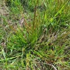 Juncus sp. (A Rush) at Goorooyarroo NR (ACT) - 17 Oct 2023 by EmilySutcliffe