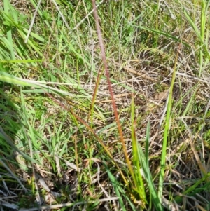 Juncus sp. at Gungahlin, ACT - 18 Oct 2023