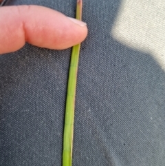 Juncus sp. at Gungahlin, ACT - 18 Oct 2023