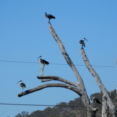 Threskiornis spinicollis (Straw-necked Ibis) at Symonston, ACT - 17 Oct 2023 by CallumBraeRuralProperty