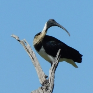 Threskiornis spinicollis at Symonston, ACT - 18 Oct 2023