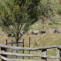 Threskiornis spinicollis at Symonston, ACT - 18 Oct 2023