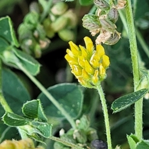 Trifolium dubium at Lyneham, ACT - 18 Oct 2023