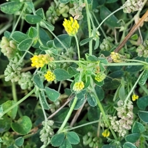 Trifolium dubium at Lyneham, ACT - 18 Oct 2023