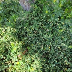 Trifolium dubium at Lyneham, ACT - 18 Oct 2023