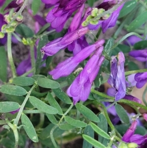 Vicia villosa at Lyneham, ACT - 18 Oct 2023