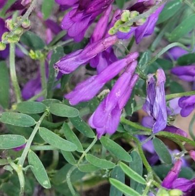 Vicia villosa (Russian Vetch) at Lyneham, ACT - 18 Oct 2023 by trevorpreston