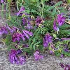 Vicia villosa at Lyneham, ACT - 18 Oct 2023