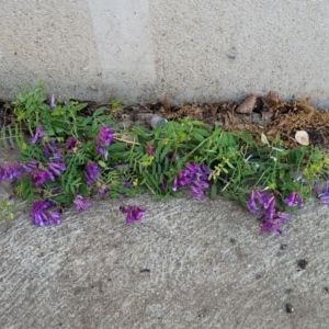 Vicia villosa at Lyneham, ACT - 18 Oct 2023