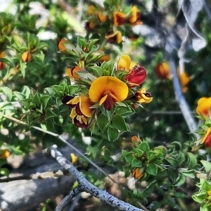 Pultenaea procumbens at Hawker, ACT - 14 Oct 2023