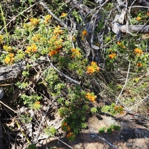 Pultenaea procumbens at Hawker, ACT - suppressed