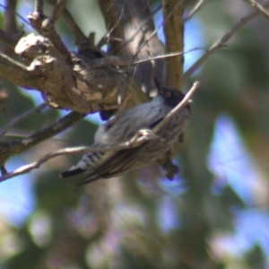 Daphoenositta chrysoptera at Gundaroo, NSW - 18 Oct 2023 12:01 PM