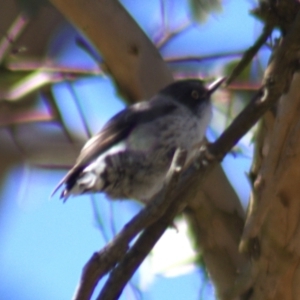 Daphoenositta chrysoptera at Gundaroo, NSW - 18 Oct 2023 12:01 PM