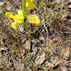 Diuris sulphurea (Tiger Orchid) at Carwoola, NSW - 17 Oct 2023 by LyndalT