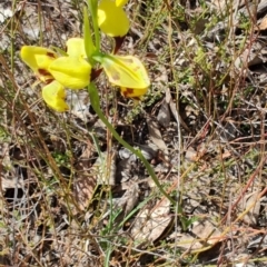 Diuris sulphurea (Tiger Orchid) at Carwoola, NSW - 18 Oct 2023 by LyndalT