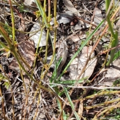 Diuris sulphurea at Carwoola, NSW - suppressed