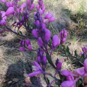 Comesperma ericinum at Carwoola, NSW - 18 Oct 2023 10:08 AM