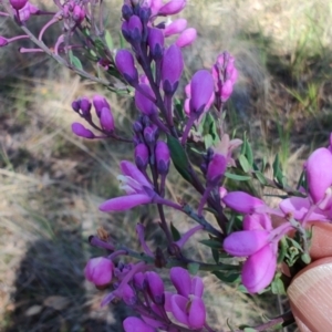 Comesperma ericinum at Carwoola, NSW - 18 Oct 2023 10:08 AM