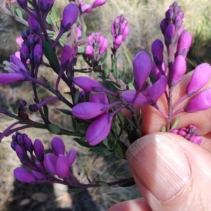 Comesperma ericinum at Carwoola, NSW - 18 Oct 2023 10:08 AM