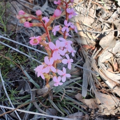 Stylidium graminifolium (Grass Triggerplant) at Carwoola, NSW - 17 Oct 2023 by LyndalT
