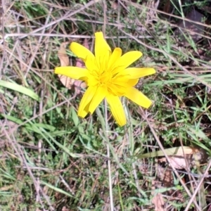 Microseris walteri at Carwoola, NSW - 18 Oct 2023