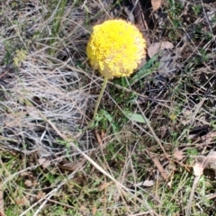 Craspedia variabilis (Common Billy Buttons) at Carwoola, NSW - 18 Oct 2023 by LyndalT