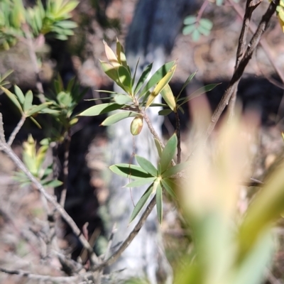 Styphelia triflora (Five-corners) at Carwoola, NSW - 17 Oct 2023 by LyndalT