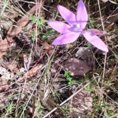 Glossodia major at Carwoola, NSW - suppressed