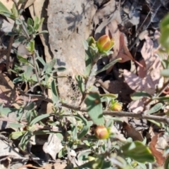 Hibbertia obtusifolia (Grey Guinea-flower) at Carwoola, NSW - 17 Oct 2023 by LyndalT