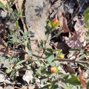 Hibbertia obtusifolia at Carwoola, NSW - 18 Oct 2023 10:11 AM