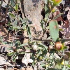 Hibbertia obtusifolia at Carwoola, NSW - 18 Oct 2023 10:11 AM