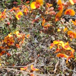 Dillwynia sericea at Carwoola, NSW - 18 Oct 2023