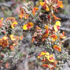 Dillwynia sericea at Carwoola, NSW - 18 Oct 2023 10:14 AM